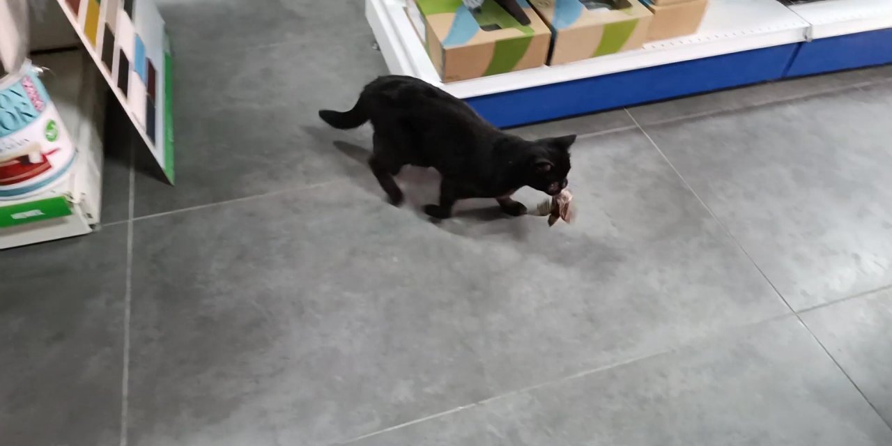 Minik Serçeyi Kediye Av Olmaktan Kurtardı