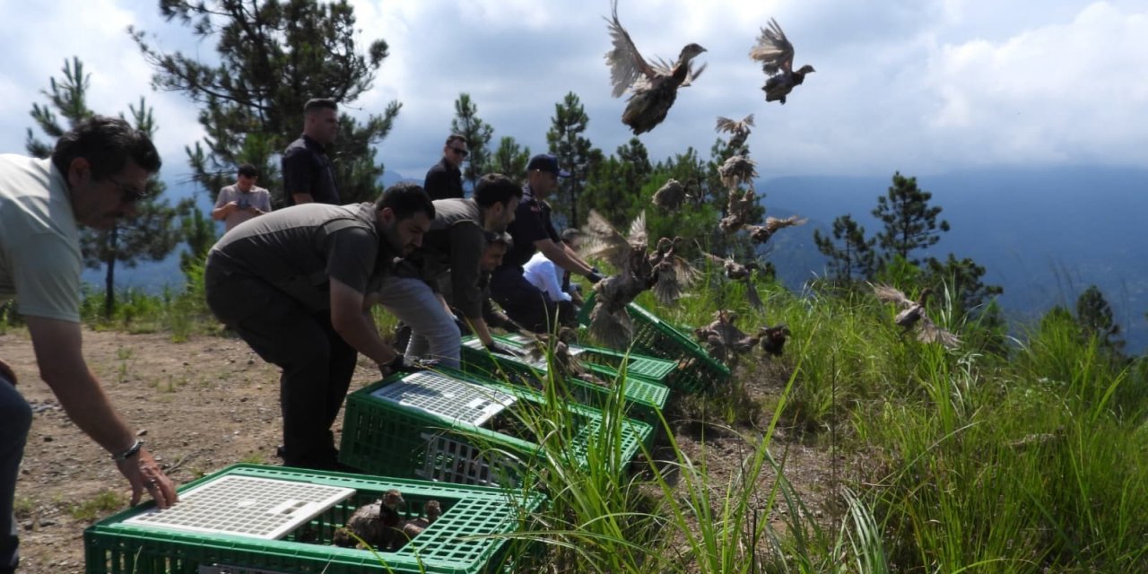 Gümüşhane’de Yetiştirilen 400 Sülün Artvin’in Arhavi İlçesinde Doğaya Salındı
