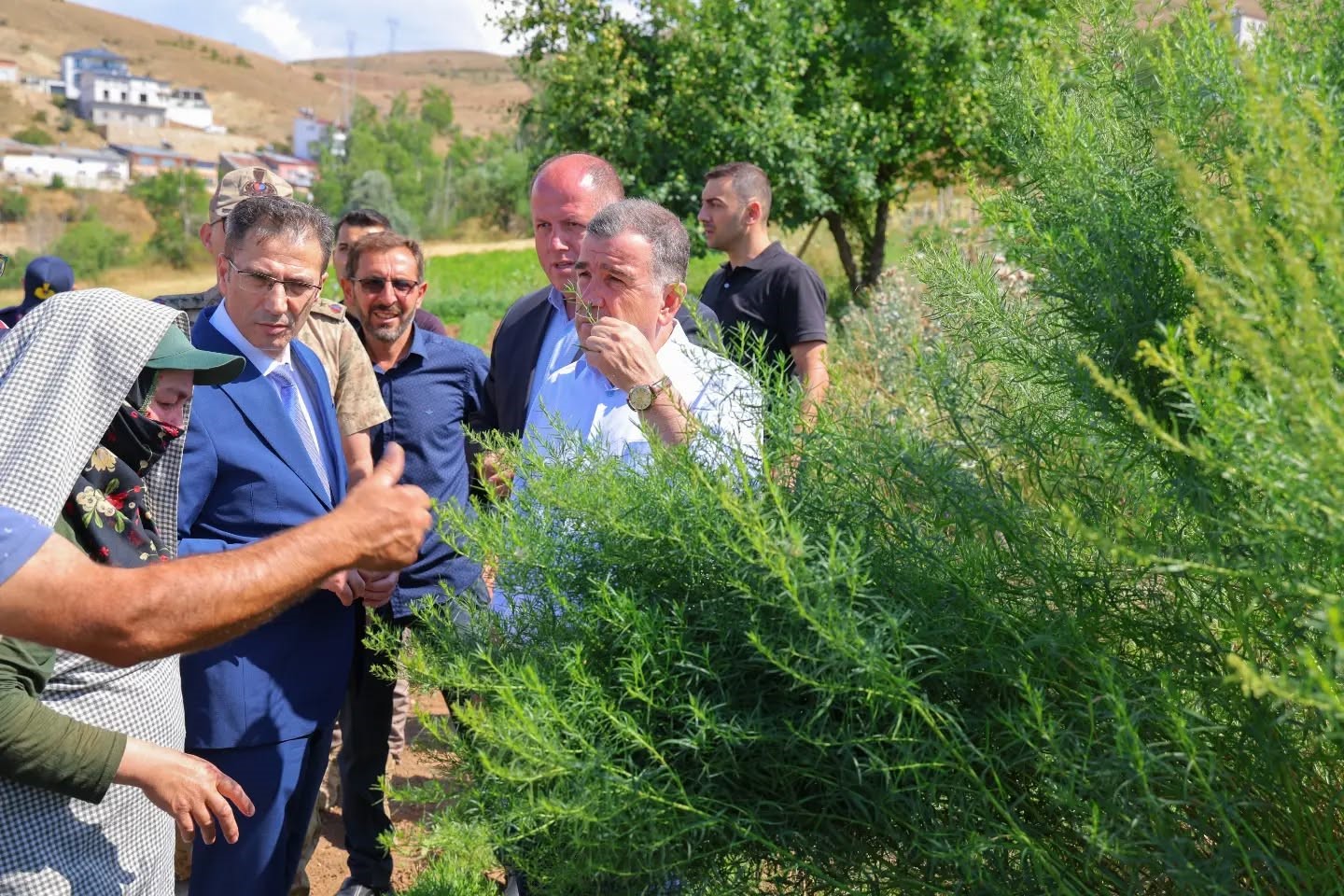 Bayburt’ta Tarhun Hasadı Başladı