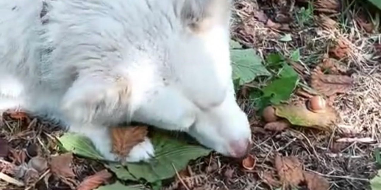 Trabzon'da Fındık Hastası Köpek "Duman" Kabuğunu Kendi Kırıp Yiyor: Görenler Şaşkına Çeviriyor