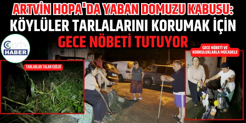 Artvin Hopa'da Yaban Domuzu Kabusu: Köylüler Tarlalarını Korumak İçin Gece Nöbeti Tutuyor