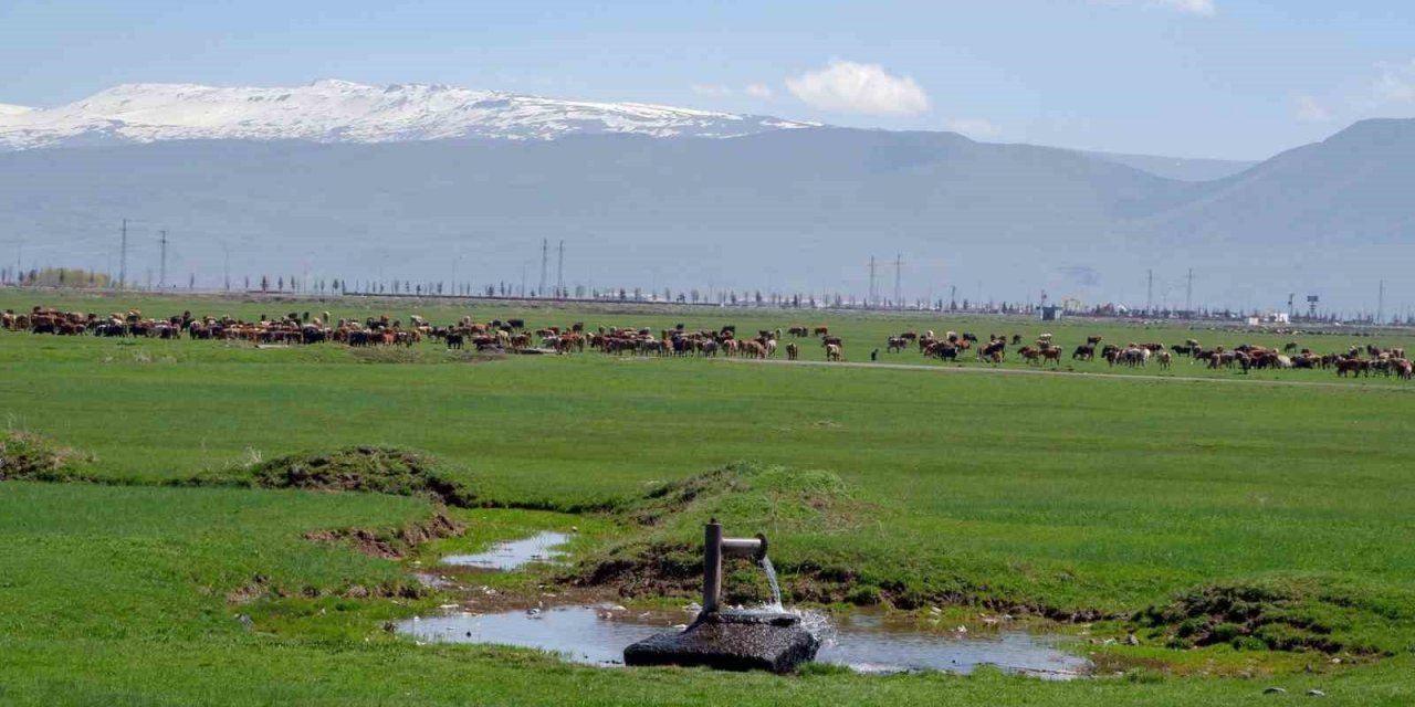 1933’te Danimarka Gözünü Erzurum Ve Kars’a Çevirdi: Hedefleri Süt Üretimi Yapmaktı