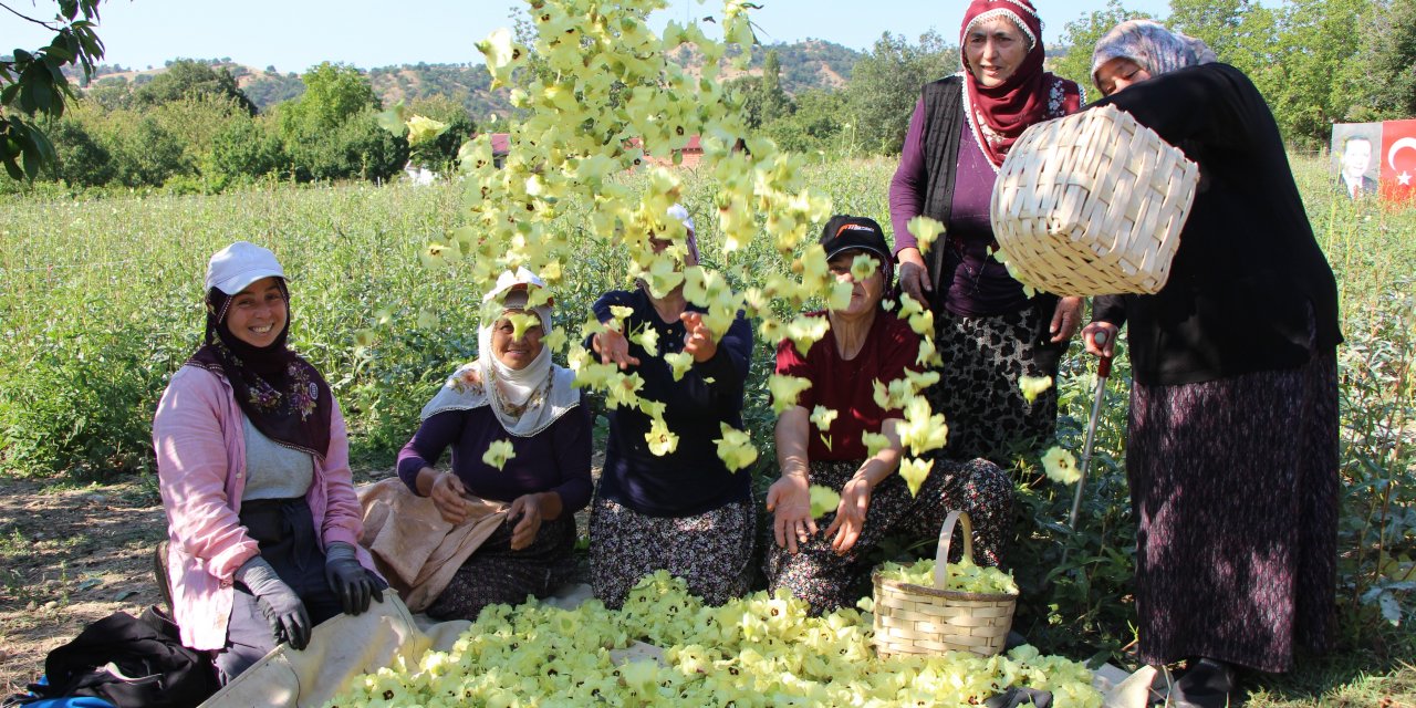 Amasya'nın "Sarı Altını" Çiçek Bamyası Altından Hızlı Satılıyor: Kilosu 1.400 TL