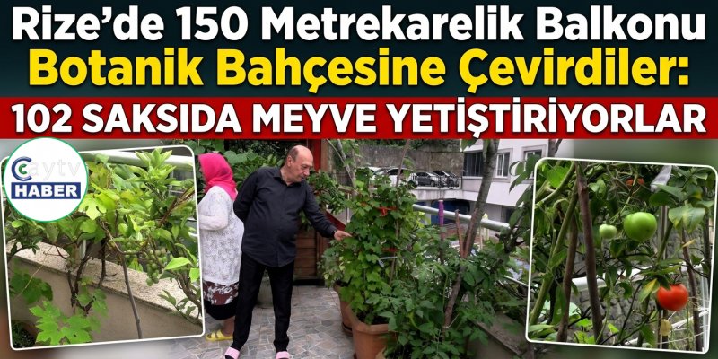 Rize'de 150 Metrekarelik Balkonu Botanik Bahçesine Çevirdiler: 102 Saksıda Meyve Yetiştiriyorlar