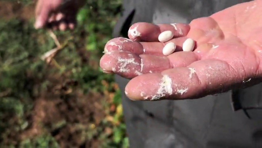 Dünyaca Ünlü İspir Fasulyesinde Hasat Hazırlığı