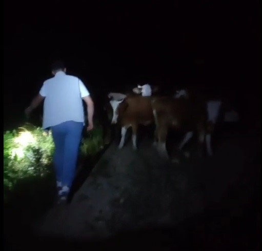 Bayburt’ta Sürüden Ayrılan 13 İnek Sahipleri Tarafından Dağda Bulundu