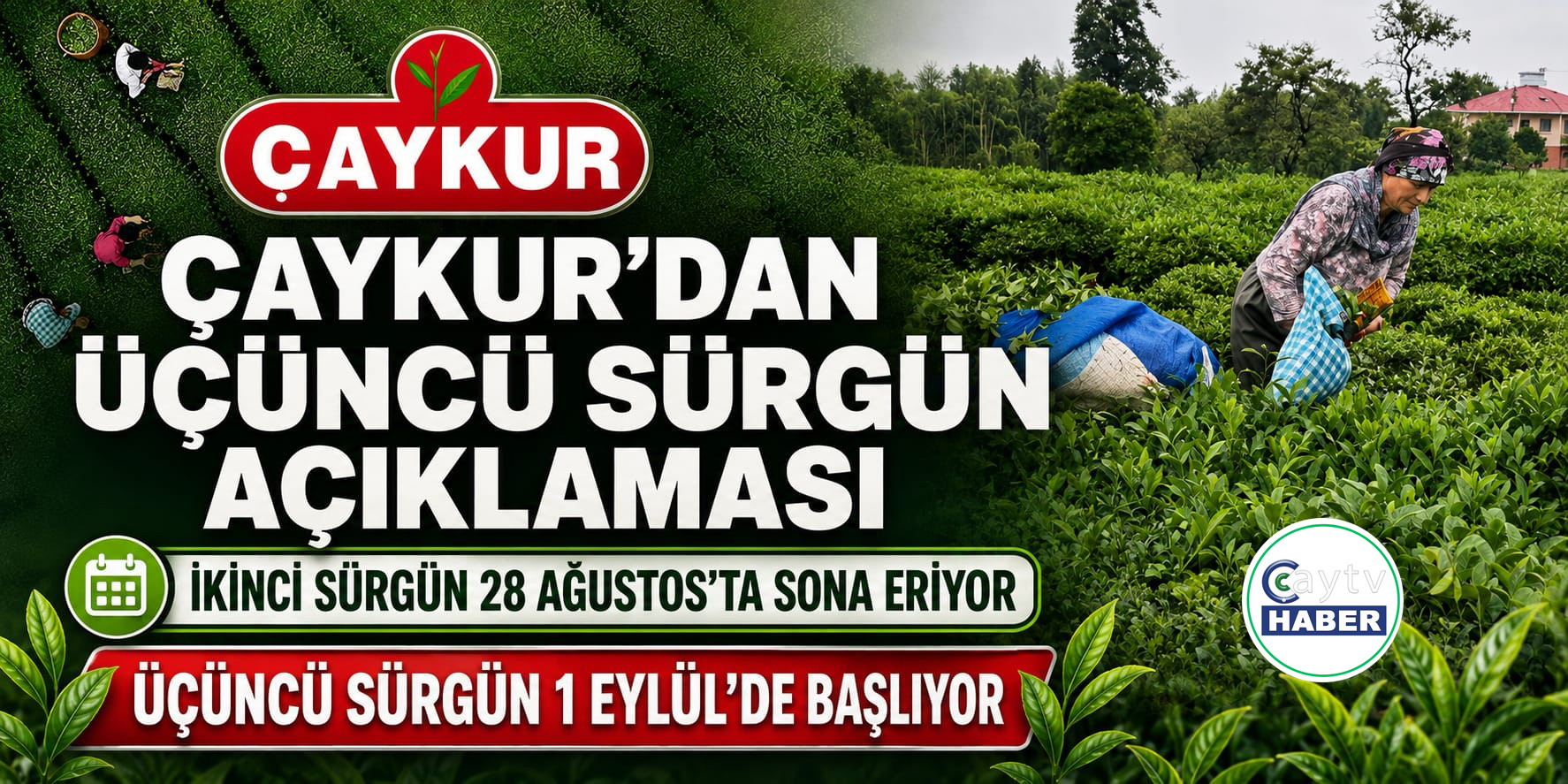 ÇAYKUR ikinci sürgünü bugün kapatıyor: Üçüncü sürgün 1 Eylül’de başlayacak