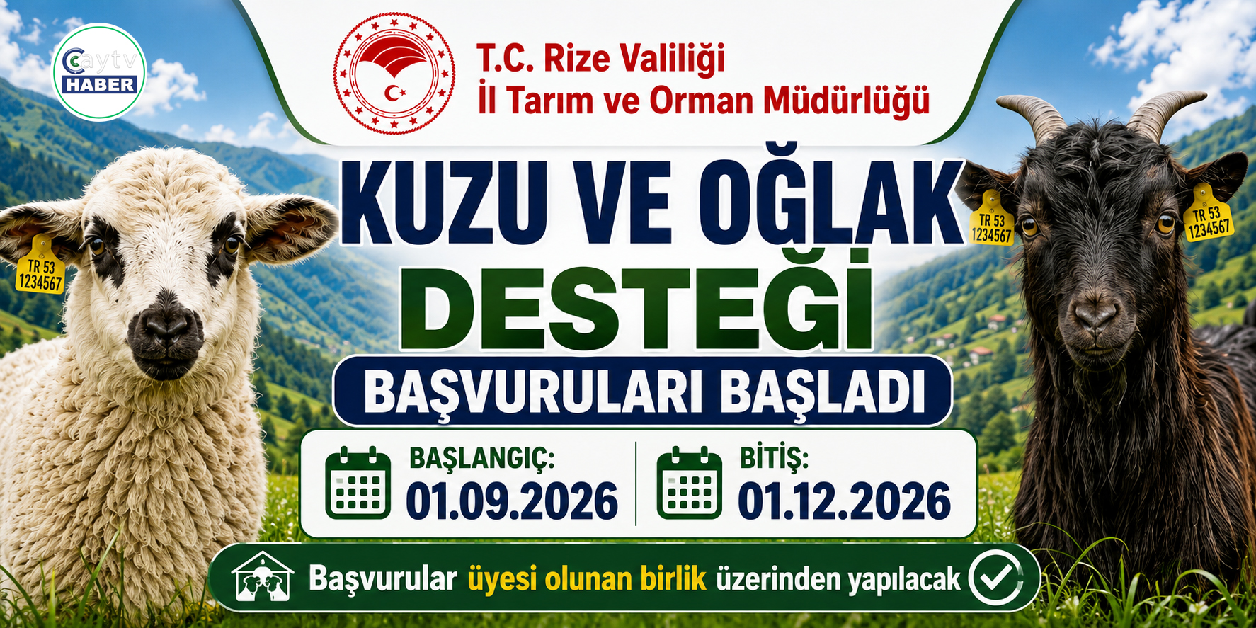 Rize’de kuzu ve oğlak desteği başvuruları başladı