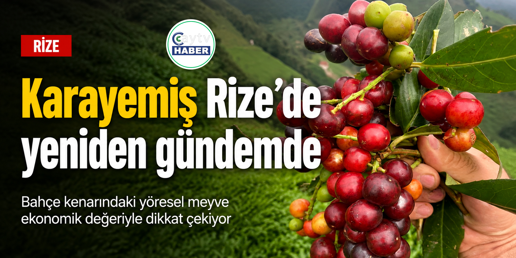 Rize’nin bahçe kenarındaki gizli değeri: Karayemiş neden ekonomiye kazandırılamıyor?