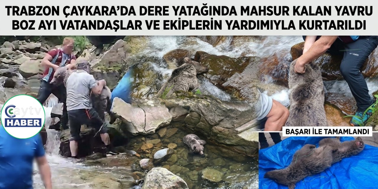 Trabzon Çaykara'da Dere Yatağında Mahsur Kalan Yavru Boz Ayı Vatandaşlar ve Ekiplerin Yardımıyla Kurtarıldı