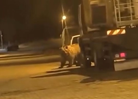 Sinop’ta Ayı Araçların Arasında Dolaştı