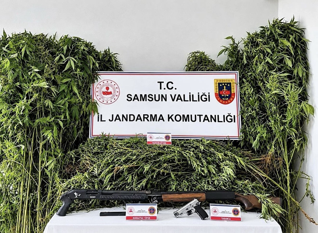 Jandarma Tarlada Ekili 756 Kök Kenevir Ele Geçirdi