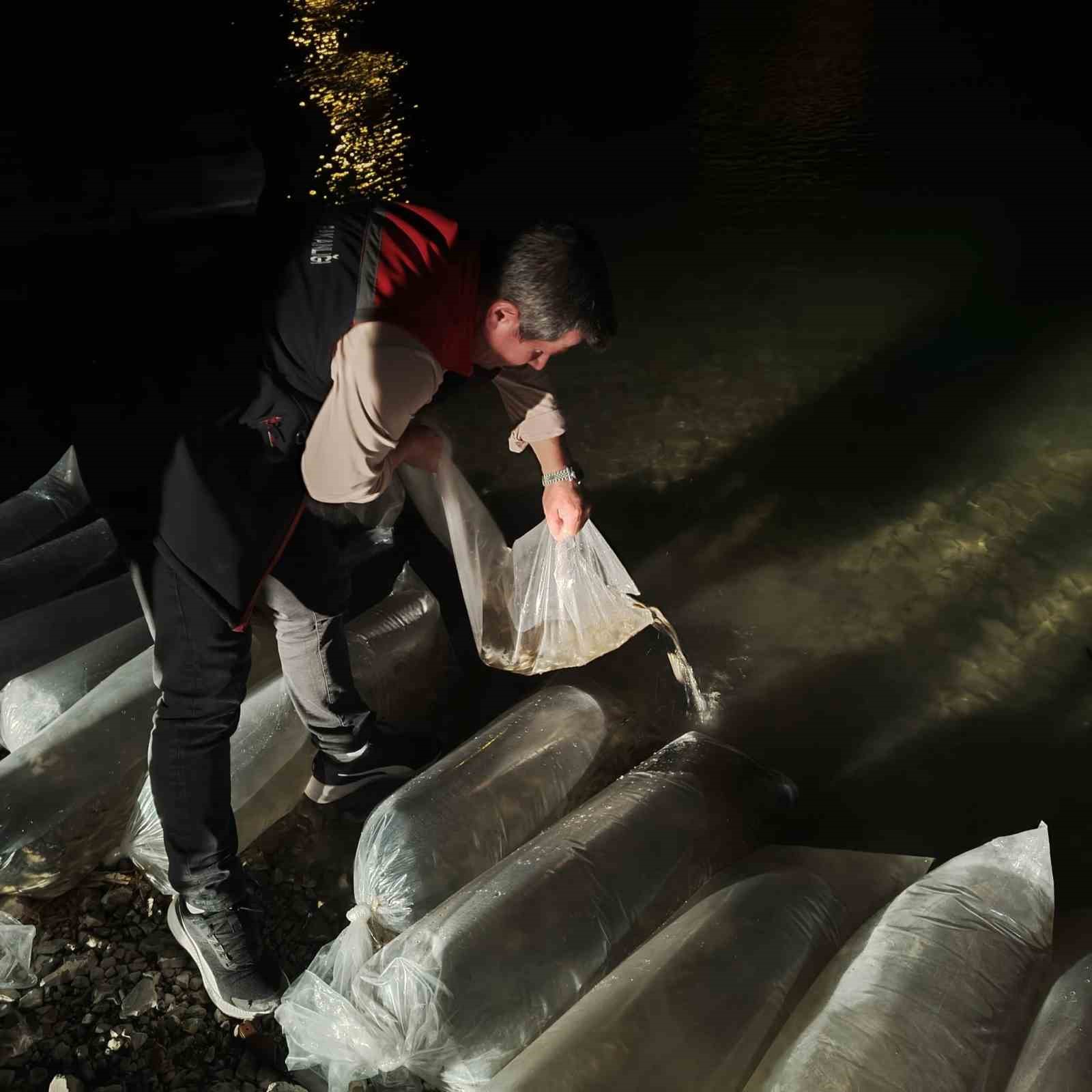 Erzurum’da İç Sulara Büyük Dokunuş: 340 Bin Yavru Sazan Suyla Buluştu