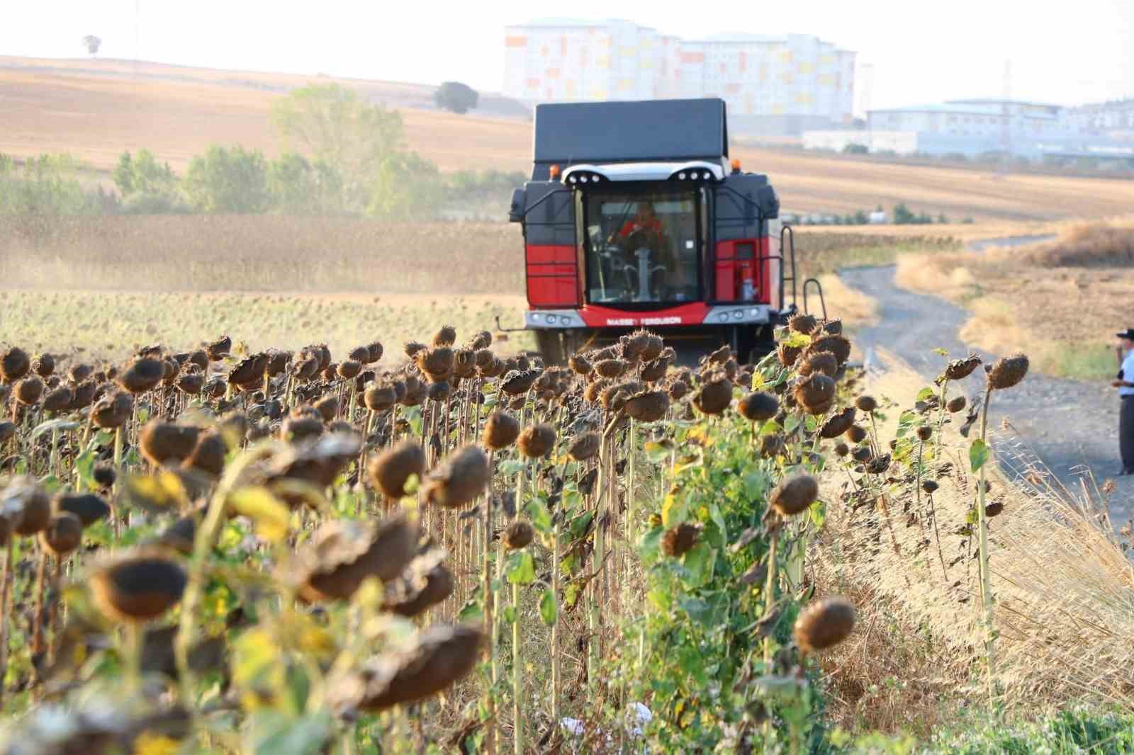 Yağlık Ayçiçeği Alım Fiyatı Açıklandı: Yüzde 17,2 Artış, Ton Başına 34 Bin Lira