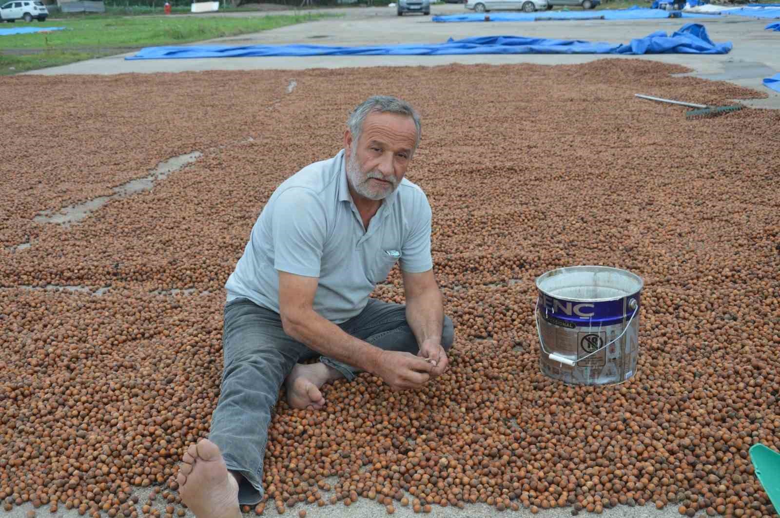 Yağmurdan Kaçan Ordulu Fındık Üreticileri Tokat’ta Da Sağanağa Yakalandı