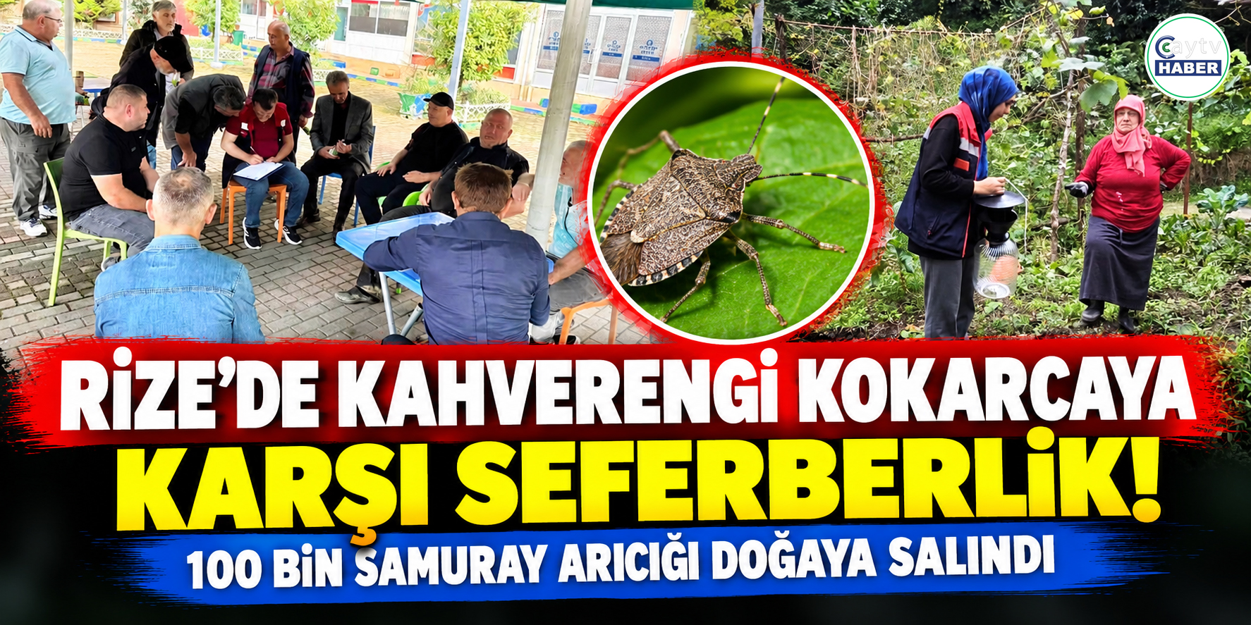 Rize’de Kahverengi Kokarca Alarmı! 100 Bin Samuray Arıcığı Doğaya Salındı