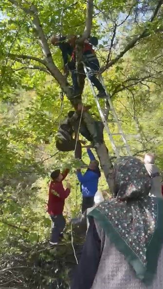 Ceviz Toplarken Ağaçtan Düşüp Dallarda Mahsur Kaldı, İtfaiye Ekipleri Kurtardı