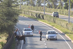 Rize'de kurban bayramı öncesi ilk kaçak boğa yollarda