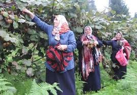 Kivi hasat a hazırlanıyor
