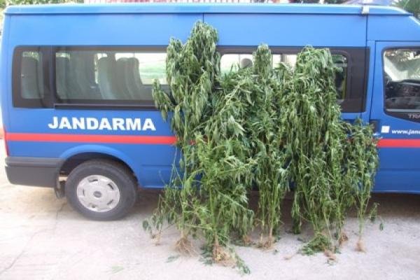 Jandarmadan kenevir operasyonu