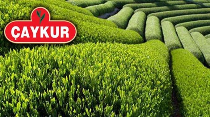 Çaykur Türkiye'nin 49.Büyük Sanayi Kuruluşu