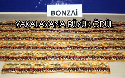 Yazıcı: Bonzai Yakalamasında Mevcut İkramiye Katsayısı 4 Katına Çıkarıldı