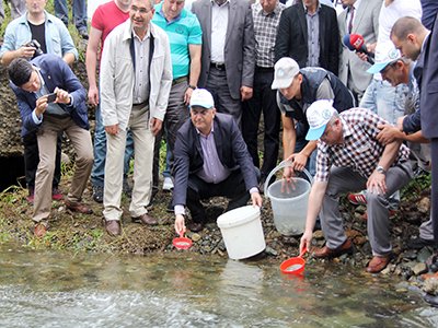 Kırmızı benekli alabalıklar derelerle buluştu