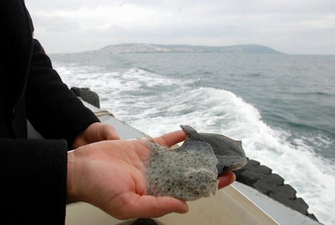 Karadeniz'e 100 Bin Kalkan Yavrusu Bırakıldı