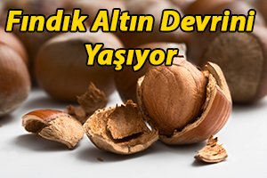 Fındık Altın Devrini Yaşıyor