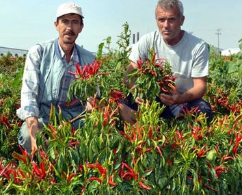 En acı zam! Fiyatı yüzde 87 arttı