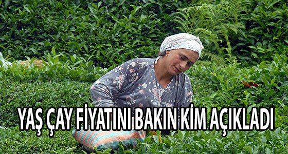 Yaş Çay Fiyatı 2015