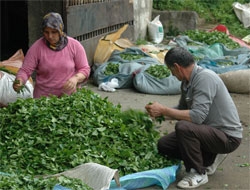 Çaykur Çay Alım Süresini Uzattı