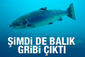 Şimdi de 'balık gribi' çıktı
