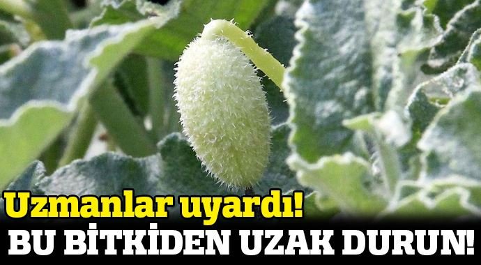 Bu bitkiden uzak durun