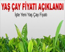 Yaş Çay Fiyatı 2016