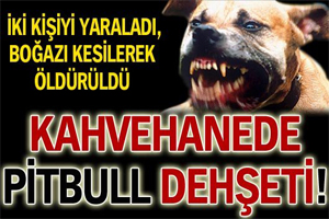 Kahvehanede pitbull dehşeti!