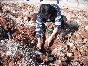 Hakaret İçerikli Mesaja "Ağaç Dikme" Cezası