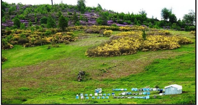 Ordu’da 7. bal ormanı geliyor