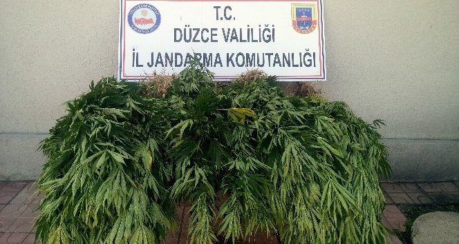 81 Kök Kenevir Kle Geçirildi