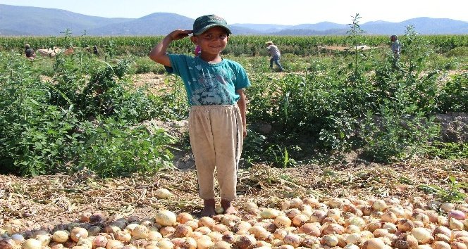 Soğanın Fiyatı Tarlada İki Kat Arttı