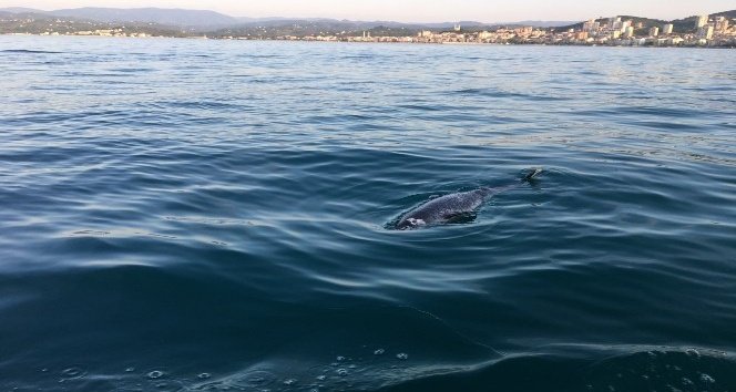 Fatsa’da Ölü Yunus Karaya Vurdu