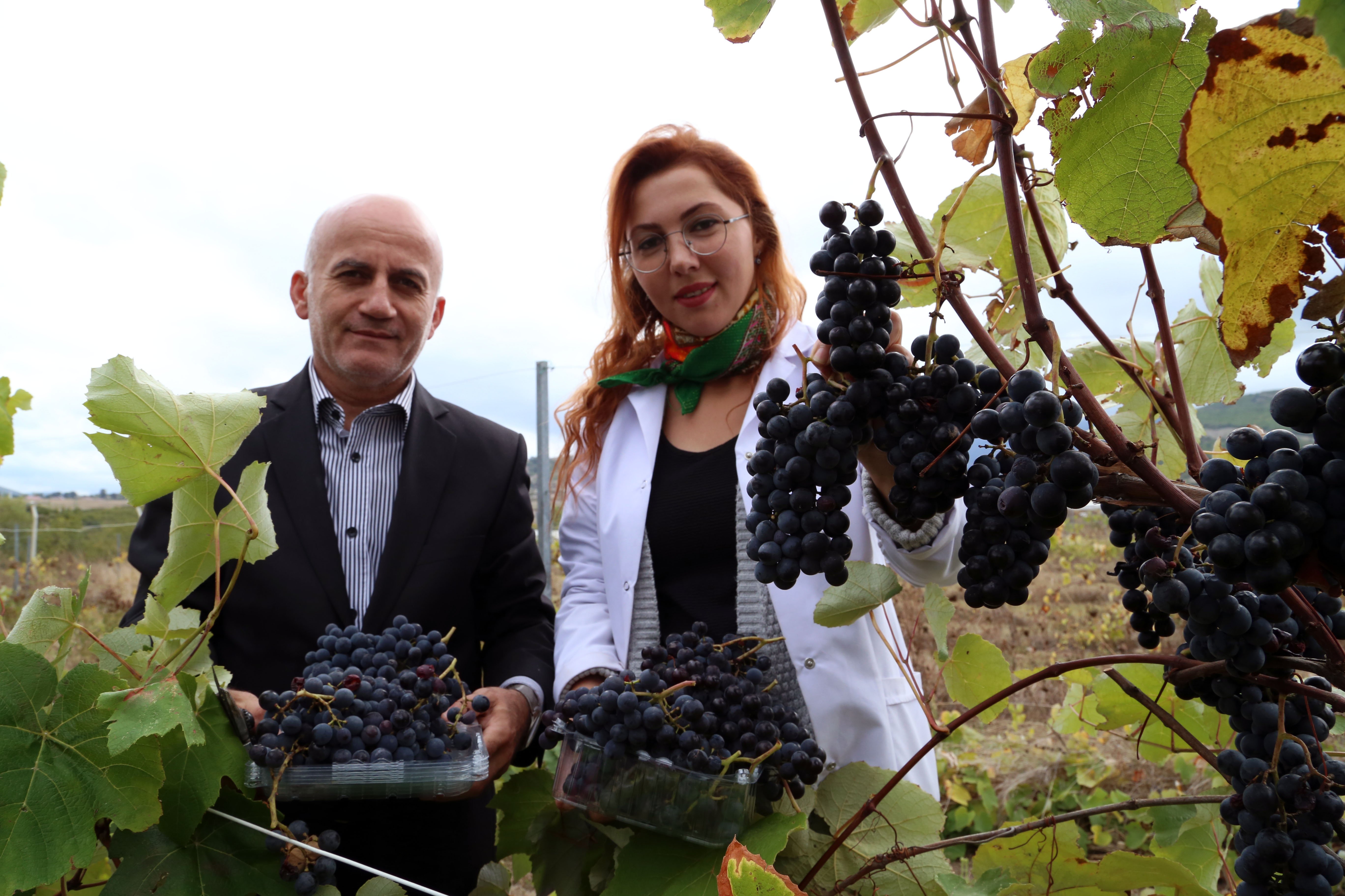 Rize'nin kokulu kara üzümleri "Milli İçecek" Olacak