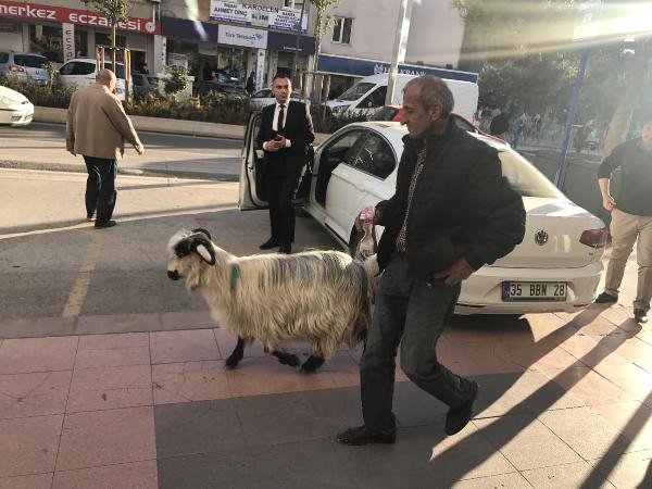Rizeli usta heryerde keçisiyle geziyor