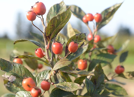 Karadeniz tıbbi ve aromatik bitki cenneti olacak