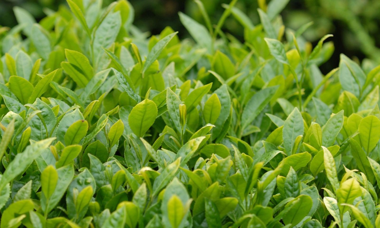 RİZE ÇAY TARIMI YAPILAN ALANLARDA ORGANİK TARIMA GEÇİŞ