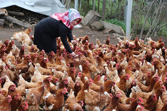Ev hanımı organik yumurtadan ekmeğini çıkarıyor