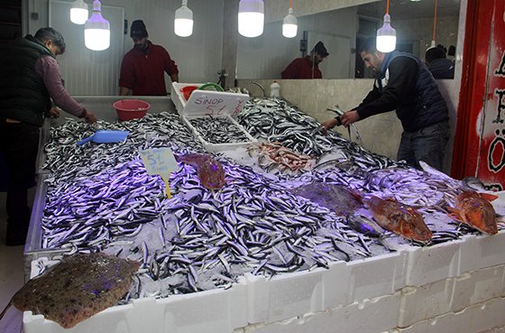 Karadeniz'de balık bolluğu