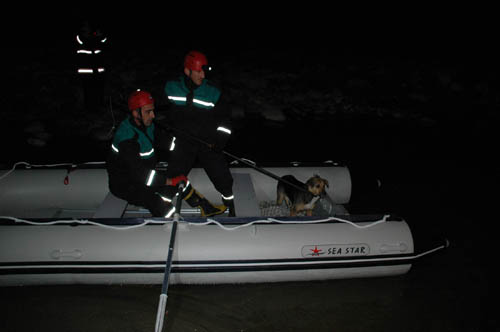 Sokak Köpeği İçin Kurtarma Operasyonu