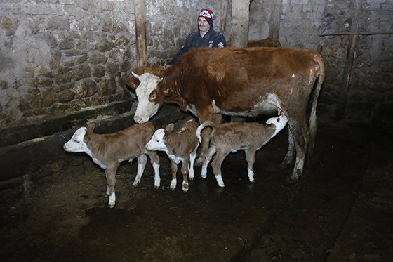 İnek üçüz doğurdu