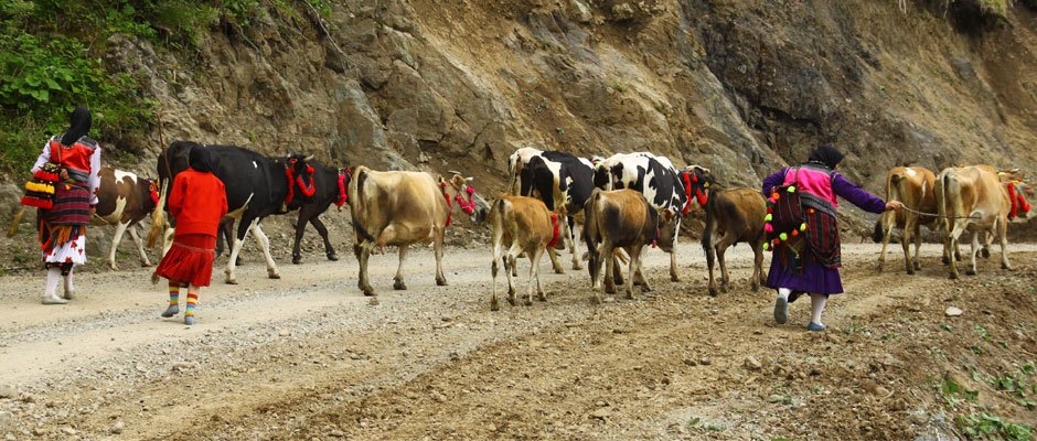 Doğu Karadeniz'de göç
